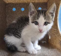 Shelter Stray Male Cat last seen College Station, TX , Bryan, TX 77807