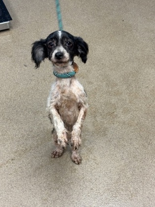 Shelter Stray Female Dog last seen Near Covington Highway Lithonia, 30058,, 30058, GA, Atlanta, GA 30341