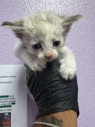 Shelter Stray Female Cat last seen Near DEVON AVE, EL PASO, TX, 79924, CITY of El Paso, TX, Fort Bliss, TX 79906