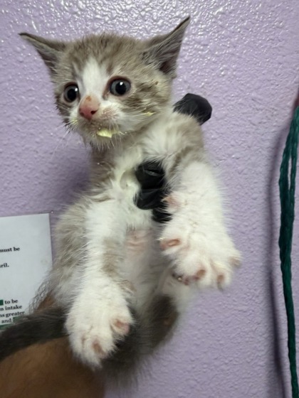 Shelter Stray Male Cat last seen Near DEVON AVE, EL PASO, TX, 79924, CITY of El Paso, TX, Fort Bliss, TX 79906