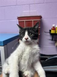 Shelter Stray Male Cat last seen Near REBECCA ANN DR, EL PASO, TX, 79936, CITY of El Paso, TX, Fort Bliss, TX 79906