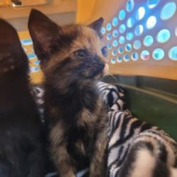 Shelter Stray Female Cat last seen Memphis, TN 38105, Bartlett, TN 38134
