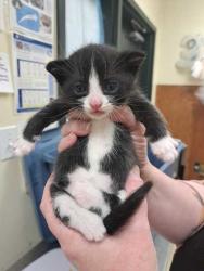 Shelter Stray Male Cat last seen Burlington, WA 98233, Burlington, WA 98233
