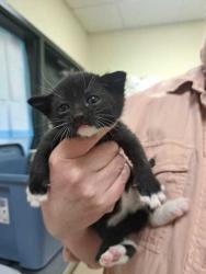 Shelter Stray Female Cat last seen Burlington, WA 98233, Burlington, WA 98233