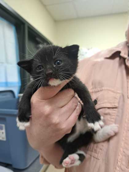Shelter Stray Female Cat last seen Burlington, WA 98233, Burlington, WA 98233