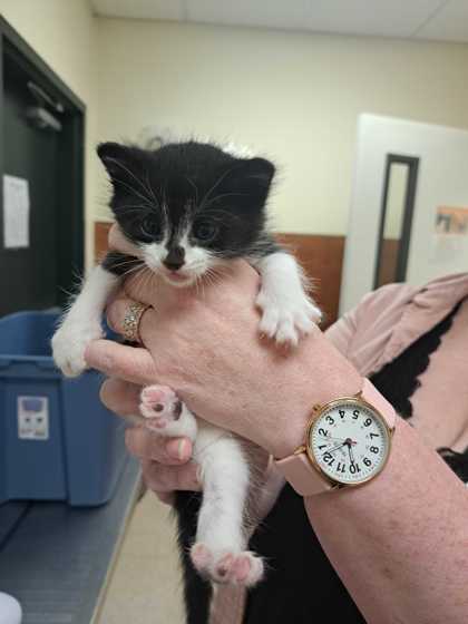 Shelter Stray Female Cat last seen Burlington, WA 98233, Burlington, WA 98233