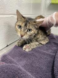 Shelter Stray Female Cat last seen Near N Bond St Balt., MD 21213, 21213, MD, Baltimore, MD 21230