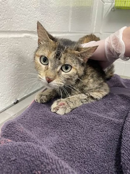 Shelter Stray Female Cat last seen Near N Bond St Balt., MD 21213, 21213, MD, Baltimore, MD 21230