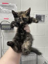 Shelter Stray Female Cat last seen Near N Bond St Balt., MD 21213, 21213, MD, Baltimore, MD 21230