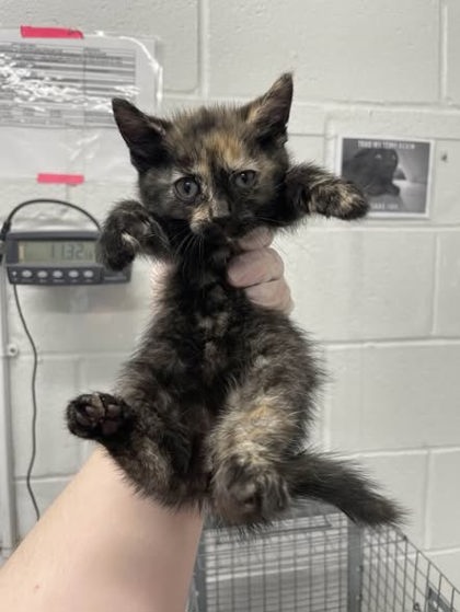 Shelter Stray Female Cat last seen Near N Bond St Balt., MD 21213, 21213, MD, Baltimore, MD 21230