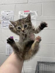 Shelter Stray Female Cat last seen Near N Bond St Balt., MD 21213, 21213, MD, Baltimore, MD 21230