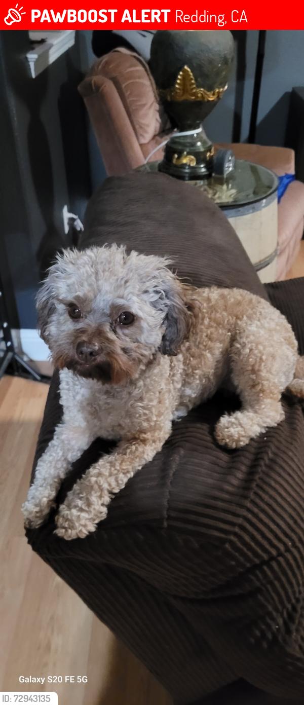 Lost Female Dog last seen Mission Sierra ct, Redding, CA 96003