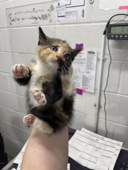 Shelter Stray Female Cat last seen Near N Bond St Balt., MD 21213, 21213, MD, Baltimore, MD 21230