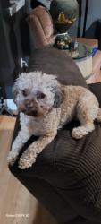 Lost Female Dog last seen Mission Sierra ct, Redding, CA 96003