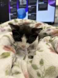 Shelter Stray Female Cat last seen , TX , Converse, TX 78109