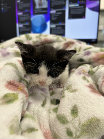 Shelter Stray Female Cat last seen , TX , Converse, TX 78109