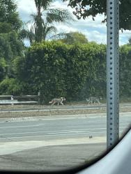 Reunited Unknown Dog last seen Burnet Ave., Los Angeles, CA 91343