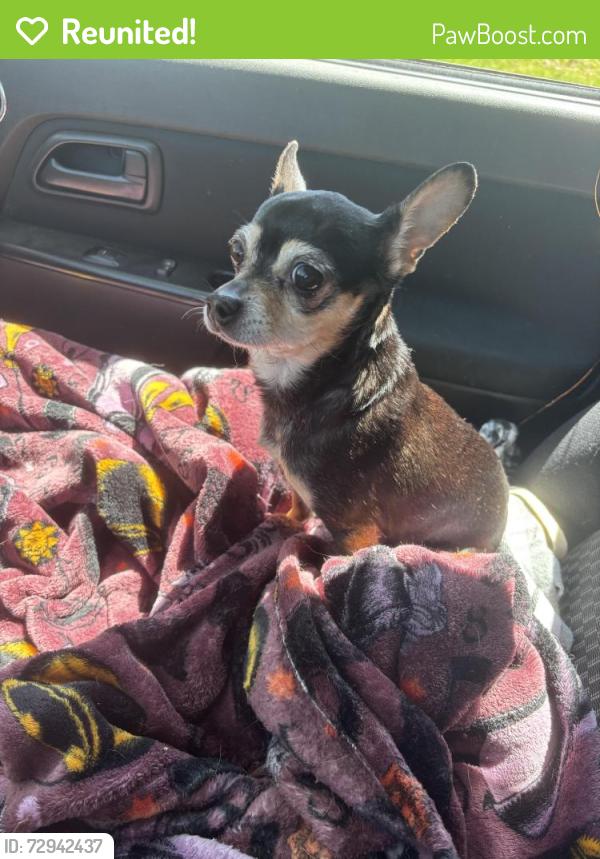 Reunited Female Dog last seen At home, Green Bay, WI 54303
