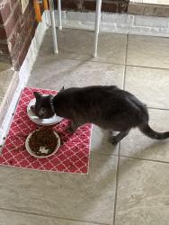 Reunited Male Cat last seen Near Petty and Riverside. Close to Westview elementary, Muncie, IN 47304