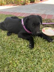 Found/Stray Female Dog last seen Tustin Ranch Road  irvine blvd, North Tustin, CA 92705