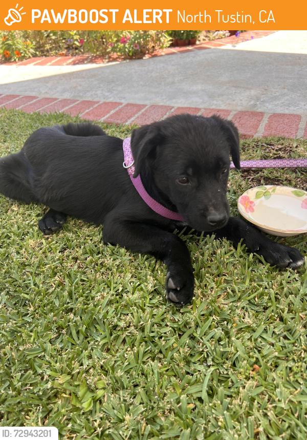 Found/Stray Female Dog last seen Tustin Ranch Road  irvine blvd, North Tustin, CA 92705