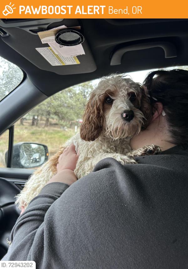 Found/Stray Male Dog last seen Old bend Redmond hwy Bend, Oregon, Bend, OR 97703