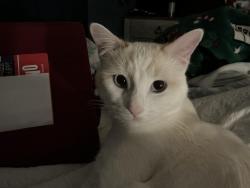 Lost Male Cat last seen Crystal lake , Manchester, NH 03109