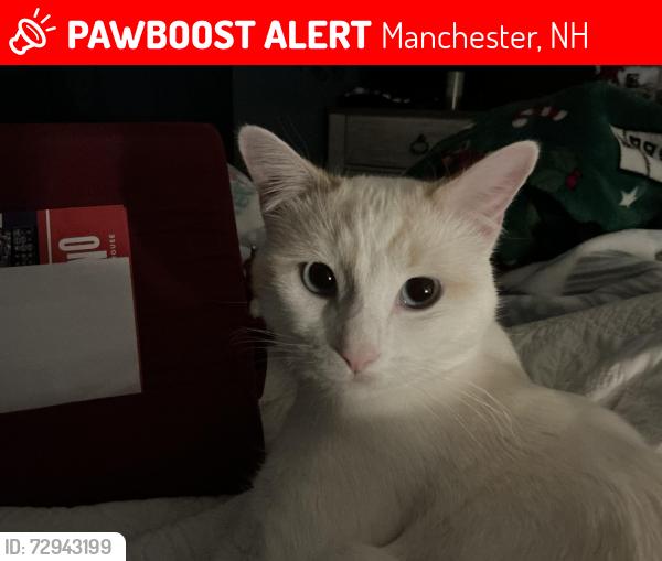 Lost Male Cat last seen Crystal lake , Manchester, NH 03109