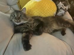Reunited Male Cat last seen Near SW 62nd Blvd, Gainesville, FL 32607, USA, Gainesville, FL 32607