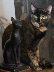 Reunited Female Cat last seen Near Brickton Xing, Buford GA  30518, Buford, GA 30518