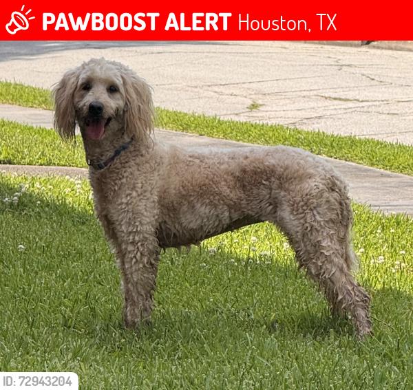 Lost Female Dog last seen Live Oak, Houston, TX 77004