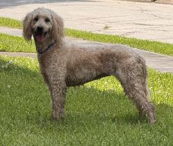 Lost Female Dog last seen Live Oak, Houston, TX 77004