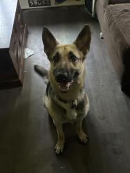 Reunited Female Dog last seen Near n martin st quinlan texas, Quinlan, TX 75474
