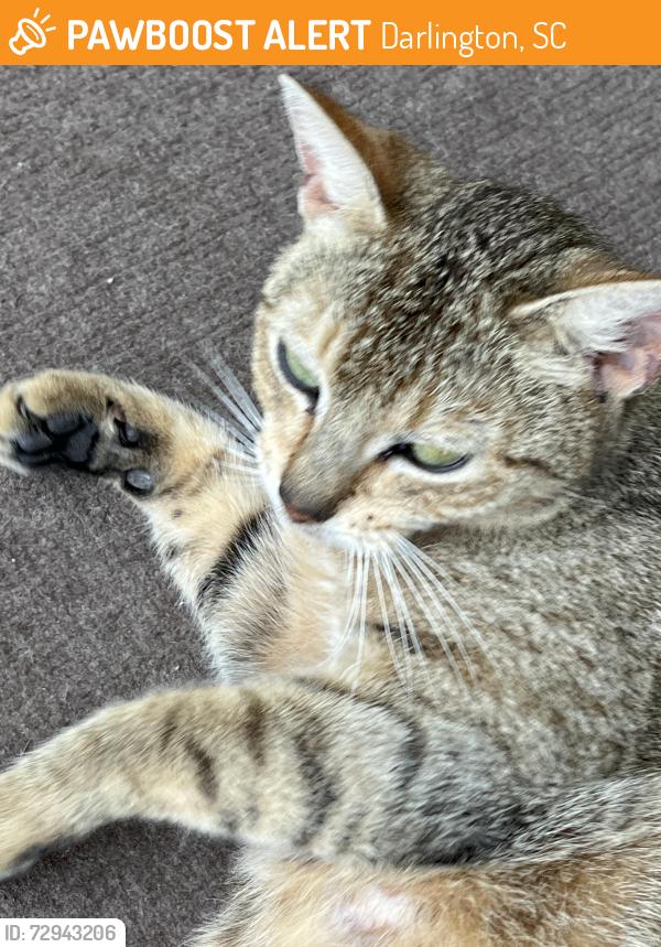 Found/Stray Female Cat last seen Darlington Intervention School, Darlington, SC 29532