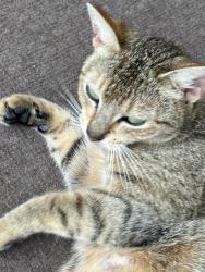 Found/Stray Female Cat last seen Darlington Intervention School, Darlington, SC 29532