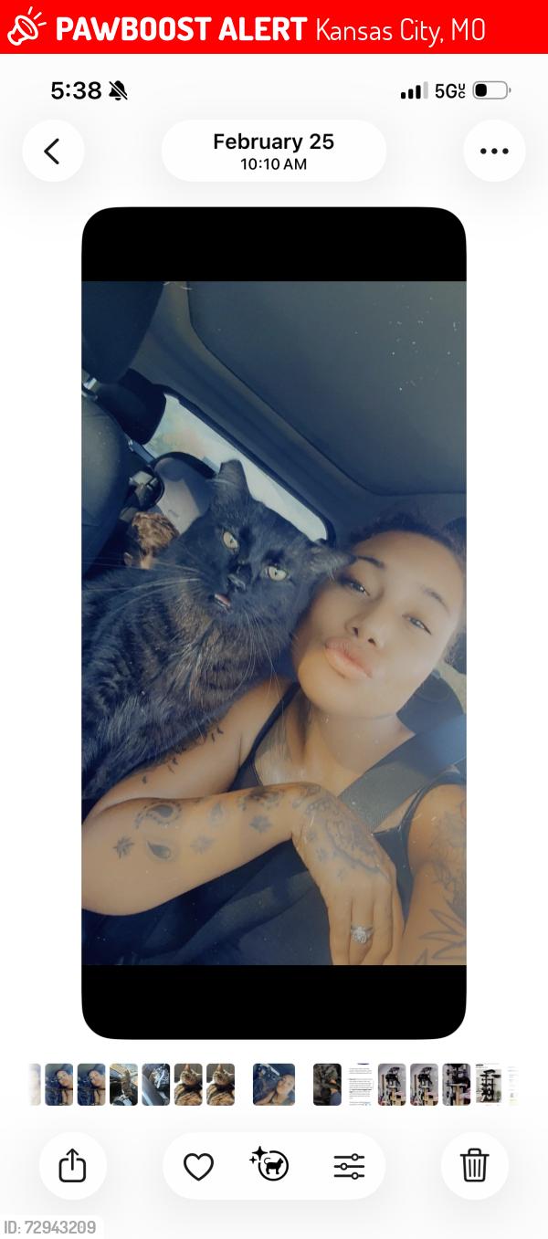 Lost Male Cat last seen 24th and  Norton ave  Kcmo 64127, Kansas City, MO 64127