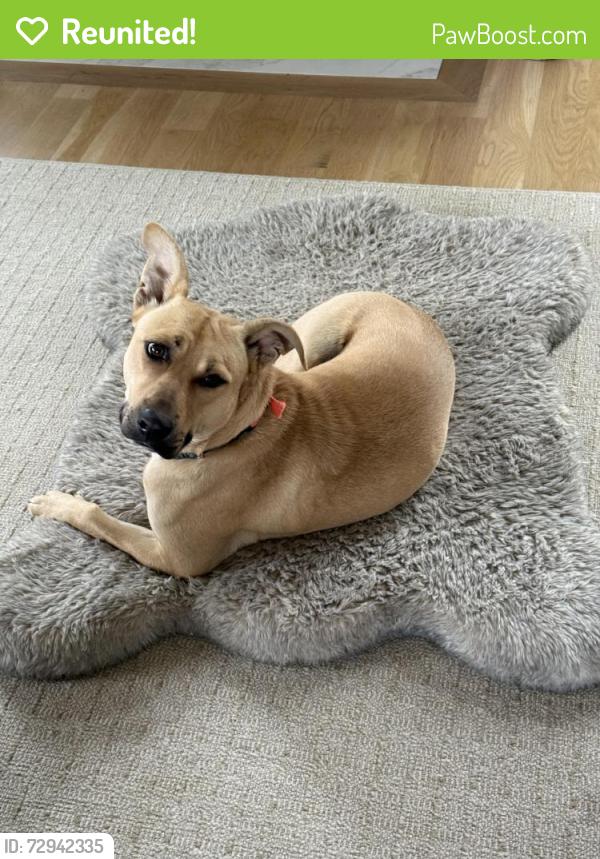 Reunited Male Dog last seen Near Granny White Pike, Brentwood, TN 37027