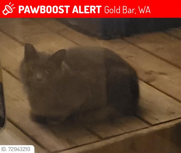 Lost Female Cat last seen Larson pl and Larson drive , Gold Bar, WA 98251
