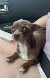 Reunited Female Dog last seen Henderson Mill Rd./ Estuary Apts, Atlanta, GA 30341