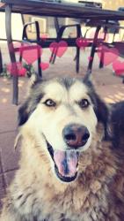 Lost Male Dog last seen Cortez dr , Las Cruces, NM 88011