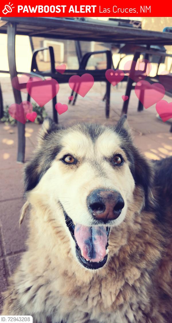 Lost Male Dog last seen Cortez dr , Las Cruces, NM 88011