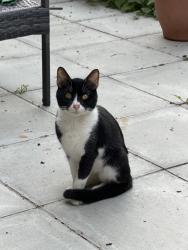 Found/Stray Male Cat last seen Cuckoo avenue/Bordars road Crossroads, Greater London, England W7