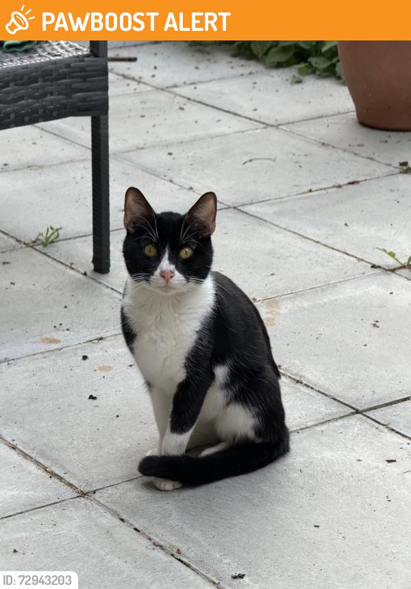 Found/Stray Male Cat last seen Cuckoo avenue/Bordars road Crossroads, Greater London, England W7