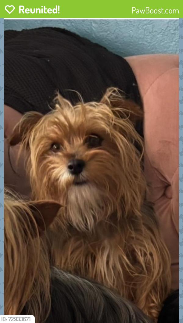 Reunited Female Dog last seen 11th San Pablo ca, San Pablo, CA 94806
