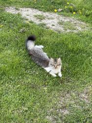 Reunited Female Cat last seen Rexdale Park/Berry Creek/Shendale , Toronto, ON M9W 2B1