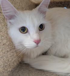 Shelter Stray Male Cat last seen N Newman and N Trenton st, OR, Troutdale, OR 97060