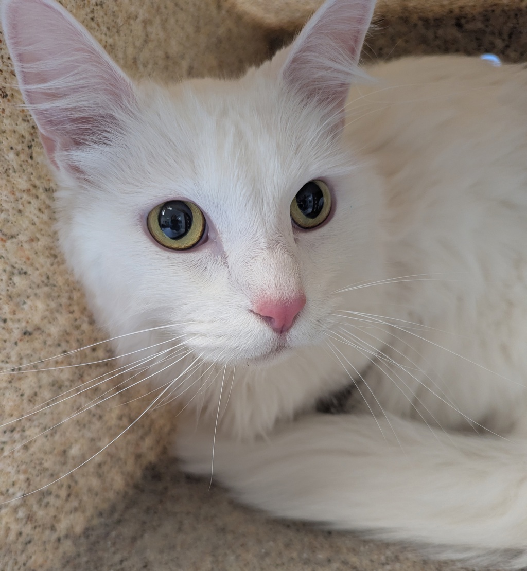 Shelter Stray Male Cat last seen N Newman and N Trenton st, OR, Troutdale, OR 97060