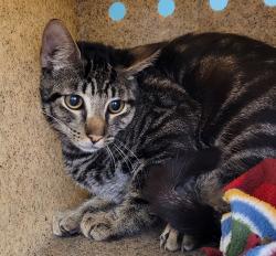 Shelter Stray Male Cat last seen OR, Troutdale, OR 97060