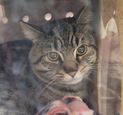 Shelter Stray Male Cat last seen 101st and Powell, PORTLAND, OR, 97266, Troutdale, OR 97060