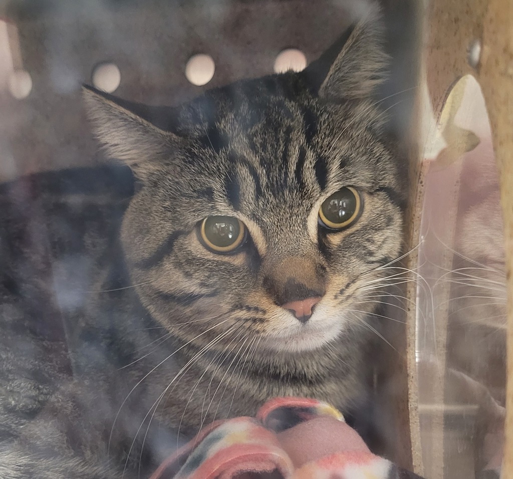 Shelter Stray Male Cat last seen 101st and Powell, PORTLAND, OR, 97266, Troutdale, OR 97060